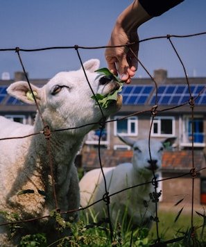 two white goats near fence